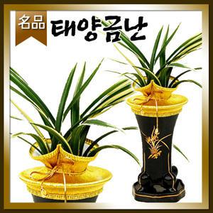 태양금동양난[승진 취임 영전 개업 이전 전시회 전시회]전국당일 무료배송/名品동양란꽃배달