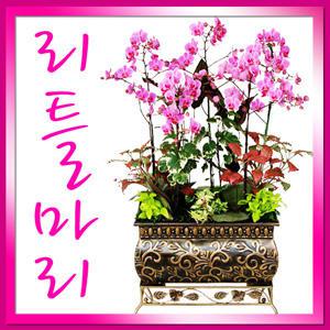 [리틀마리] 名品서양란/승진선물 취임선물 개업선물 이전 행사 회갑연 전시회/ 화려한서양난 꽃배달
