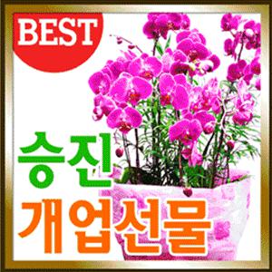 승진선물.취임선물★철골.옥화.호접란.꽃대동양난서양난/개업/전시회/전국3시간/동양란서양란 꽃배달/