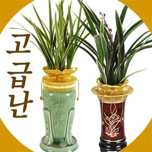 명품 옥화동양난 및 서양난 호접난 [도매가]금화산/심비디움/덴파레[전국꽃배달서비스]당일배송무료