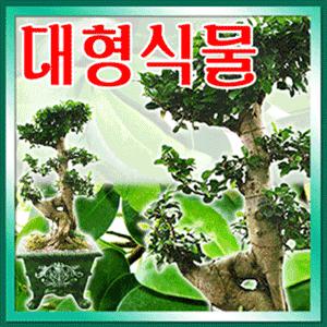 [대형화분] 싱싱한2m행운목,홍콩야자,관음죽/개업선물/사무실이전/관엽/집들이/전국당일꽃배달/