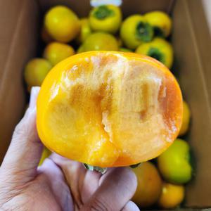 진영 단감 5kg 10kg 아삭하고 맛좋은 부유단감 당일수확