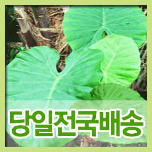 [초특가62,500원]매력적인식물 알로카시아/개업/승진/취임/새롭게 각광받는 최상의선물◇