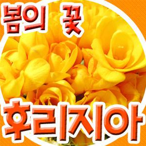 봄의 꽃 후리지아꽃바구니,꽃다발 특별할인!!(기념일,생일,프로포즈용)전국3시간 꽃배달서비스