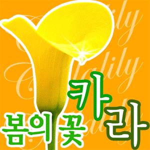 봄의여왕 카라꽃/꽃다발,꽃박스,꽃바구니[여성이 가장 좋아하는 꽃]프로포즈 생일등 전국2시간꽃배달서비스