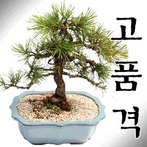 고품격분재특가/해송/진백/수사해당/철쭉/모과/동양금/홍자단[전국3시간무료배송]승진,취임등