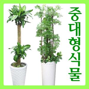 중대형공기정화식물5종택1(행운목/파키라/벤자민/폴리샤스/율마)전국3시간꽃배달서비스