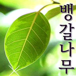 뱅갈나무/최고급나무(만족100%)/개업,이전,행사,승진,취임,인테리어효과[전국무료배송]