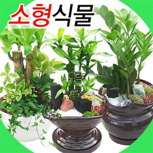 실내인테리어 공기정화식물 50종 황금세일/산세베리아/돈나무/행운목/고무나무/전국당일무료배송꽃배달