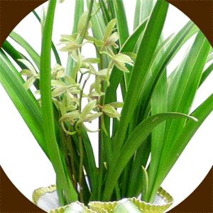 꽃배달[인기폭발 황금세일 동서양난] 꽃대동양란/철골소심/덴파레/호접란/덴파레/심비디움