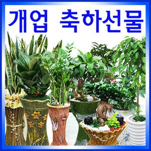 (공기정화식물 프리미엄)싱싱하고풍성한 산세베리아/행운목/고급분재등/개업식/이전/승진취임/당일꽃배달