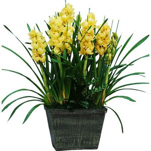 심비디움/호접난/덴파레[서양난 도매가]120CM 개업,승진,이사때 최고의 선물