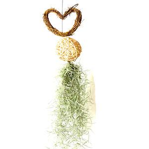 공기정화식물 공중식물 등나무볼 하트리스 수염틸란