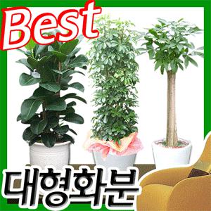 행운목,파키라, 홍콩야자 [개업,이사.승진,취임때 최고의 선물]