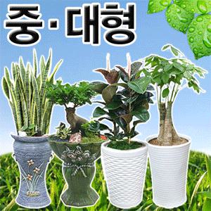 공기정화식물(산세베리아/펜다/고무나무/스파트필름)집들이,개업,기념일등[전국3시간무료배송]