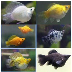 열대어 풍선몰리 5마리