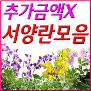 화려한 서양란[호접란외3종]전시회,기념일,행사등에 최고/3시간배송[추가금액X]