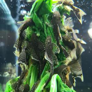 [스누피아쿠아] 블랙 안시 롱핀 유어 5마리