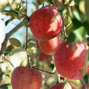 오늘아침 꿀맛사과 5kg 28과