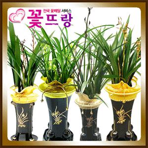 [전국배송]동양란서양란 프리미엄44종 승진선물.취임개업이전/꽃대동양난서양난/당일꽃배달.