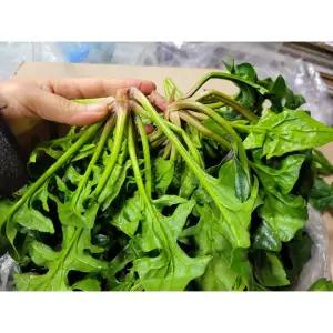 시금치 섬초 시금치 4kg 박스 야채맘