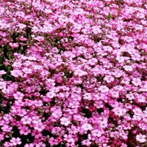 씨앗]안개-필로우 핑크(미니종숙근초)  : 약60립 C851