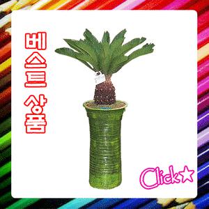 소철나무 ▣최고의 품질로 최고의 감동을 드리겠습니다!▣전국3시간 무료배송