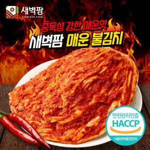 새벽팜 매운 불김치 1kg 전라도 참매실 배추 실비김치