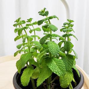 애플민트 10cm 5개 사과향 허브 가드닝 베란다화분 모종 키우기좋은식물 식용 플랜테리어