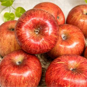 경북사과 고급 부사 꿀맛 보장 선물용 5kg