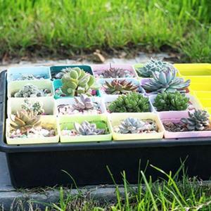 미니 다육이화분 모종화분 20개세트 어린이집 관찰 교육