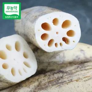[산지직송] 경산 무농약 세척 연근 1.5kg