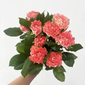 오후의 꽃 페어플로우 페어플 장미 꽃다발 생화 택배 꽃배달 싼곳