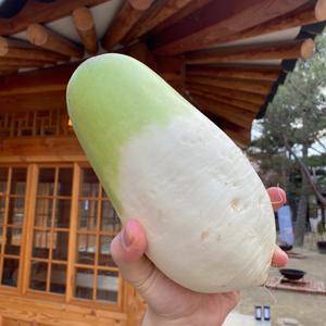 제주무 월동무 10KG 세척무 고랭지무 김장무 동치미 국내산