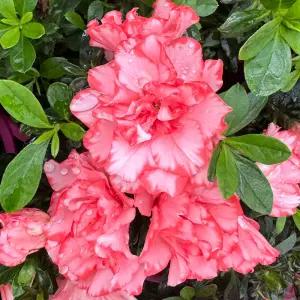 꽃모종 네팔만병초(사계성) 로즈피코티 10cm분