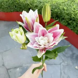 오후의 꽃 생화 겹백합 한송이 백합꽃 꽃배달 싼곳 양재꽃시장