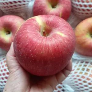 강원도 고랭지 정선사과 10kg(36과내) 가정용 햇사과 부사