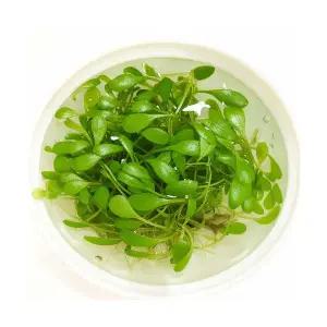 글롯소스 티그마 소스컵 (40뿌리이상) 전경수초