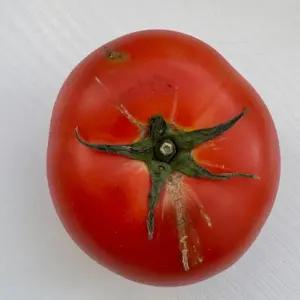 유럽종 완숙토마토 쥬스용 못난이 5kg