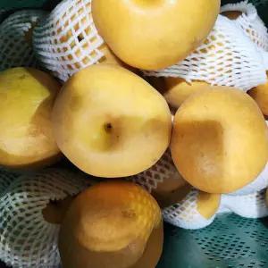 신고배 가정용 주스용 과즙용 햇배 5kg 소과 14-18과내외 배