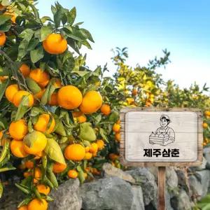 [제주삼춘] 제주 서귀포농장 새콤 달콤 노지 조생 감귤 가정용 꼬마 (2S) 이하 10KG