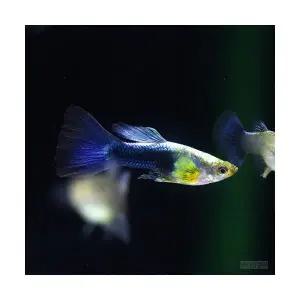 멀티 블루구피 (1쌍)