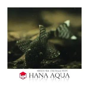 블랙안시 숏핀 (1마리)