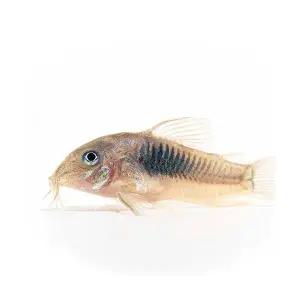 [주니멀열대어][청소물고기] 브론즈코리도라스 [1마리 / 5마리 세트]관상어