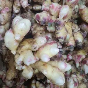 국내산 2025년 햇생강(특품)10kg   자연대로팜웨이