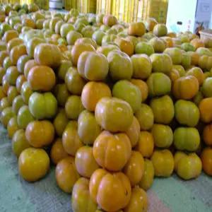 장성단감 한물농장 이병문단감 - 전라도특산 차량 지로 10kg 대용량 한박스