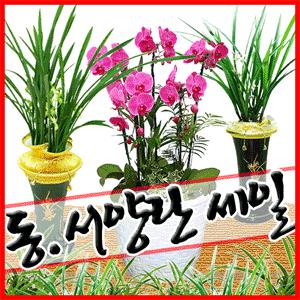 인기동양난/서양난 [철골소심/산천보세/호접난/덴파레/심비디움]전국꽃배달서비스[당일배송]
