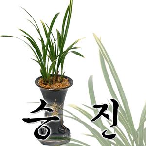 태양금/장기대훈/금화산/금기/옥화[동양란모음](개업,취임,승진,집들이등)