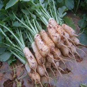 고창황토밭 알타리14kg 초롱무 총각무 지호네농장 아로니아액비재배00