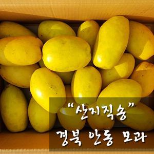 안동 모과 5kg / 2025년산 햇모과